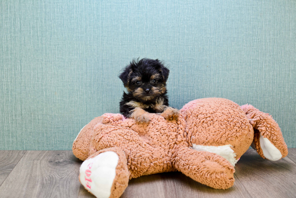 Energetic Yorkie Doodle Poodle Mix Puppy