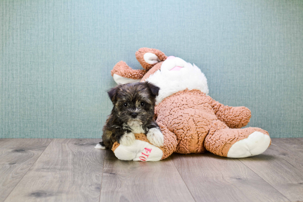 Morkie Pup Being Cute