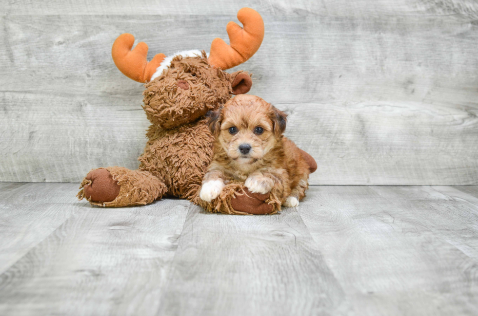 Energetic Yorkie Designer Puppy
