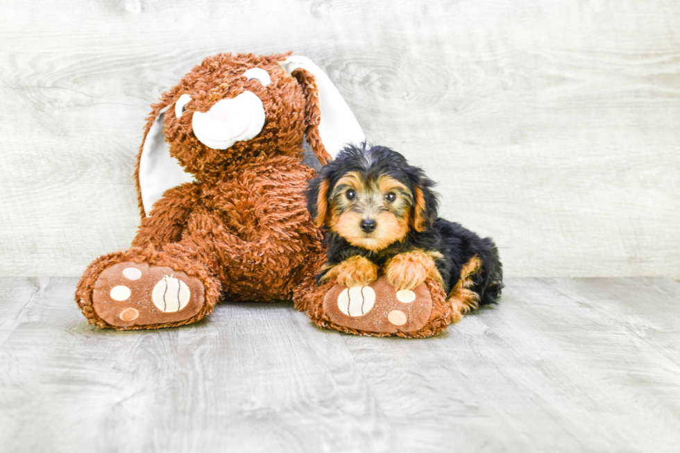 Yorkie Poo Pup Being Cute