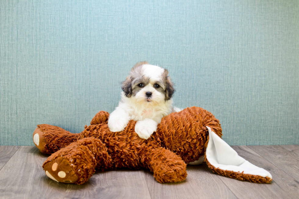 Sweet Teddy Bear Baby