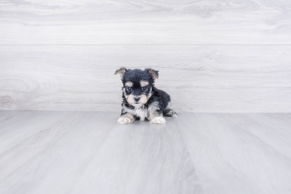 Morkie Pup Being Cute