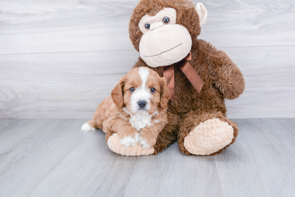 Cavapoo Pup Being Cute