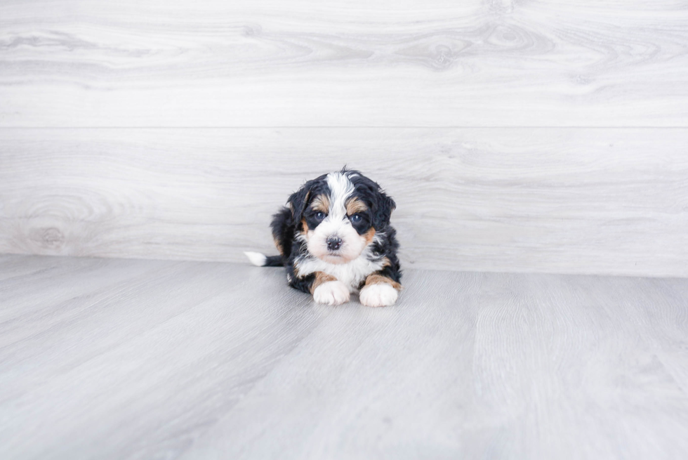 Mini Bernedoodle Puppy for Adoption