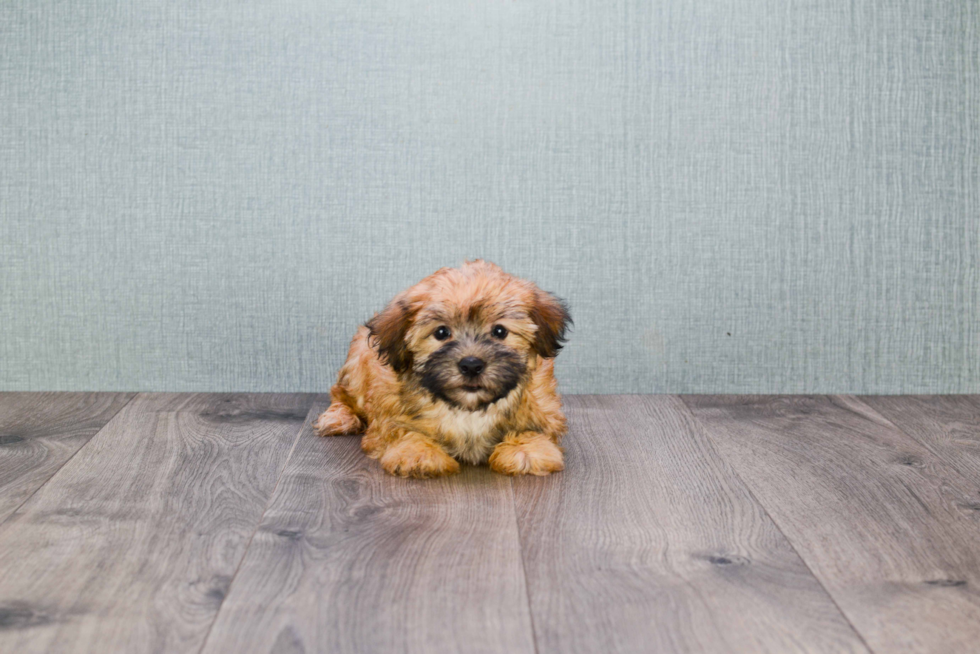 Morkie Puppy for Adoption