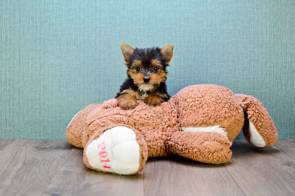Meet Beyonce - our Yorkshire Terrier Puppy Photo 