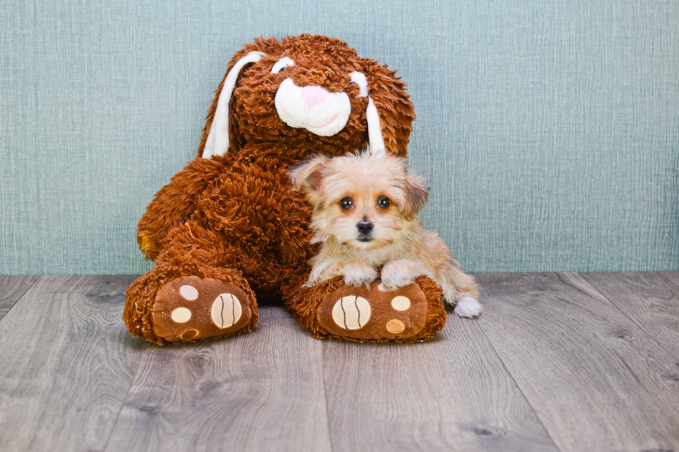 Fluffy Morkie Designer Pup