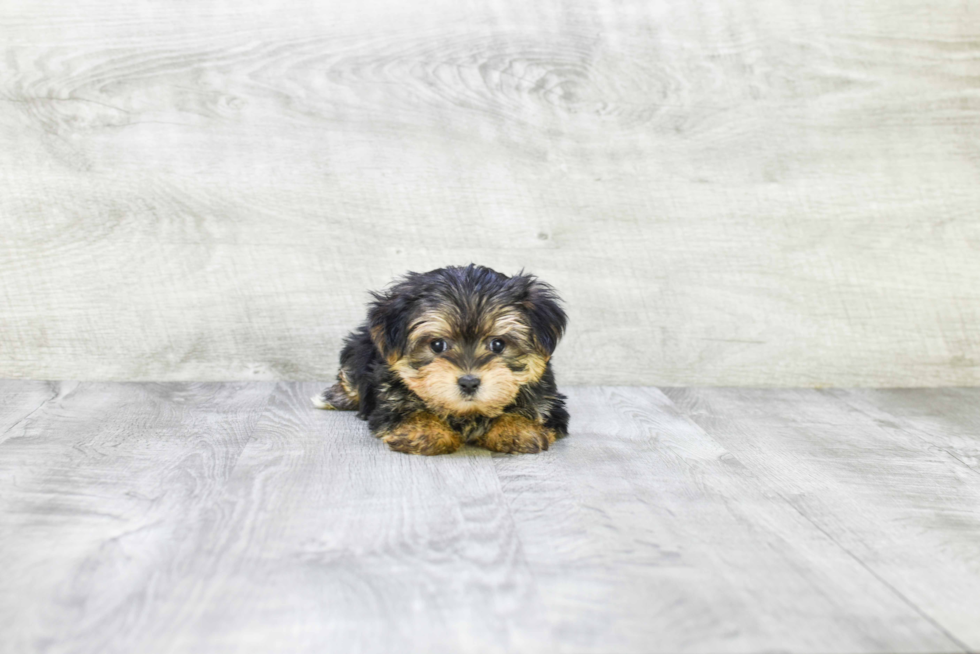 Best Morkie Baby
