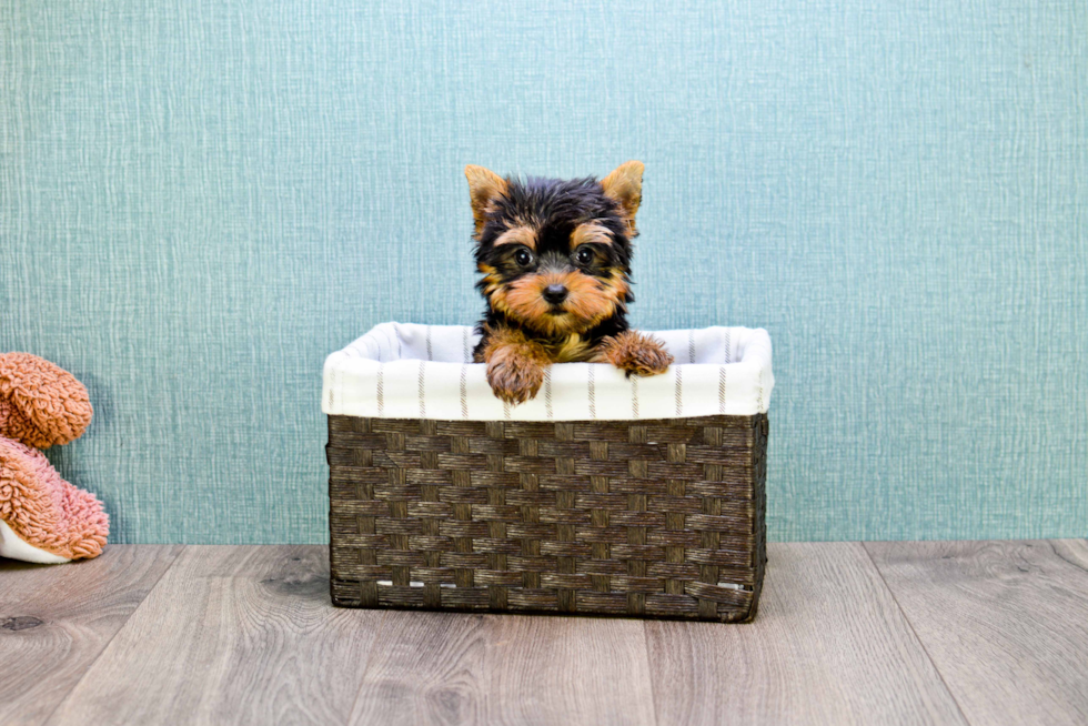 Meet Micro-Teacup-Giselle - our Yorkshire Terrier Puppy Photo 