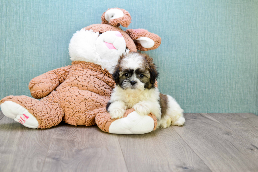 Sweet Teddy Bear Baby