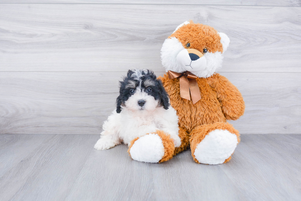 Playful Mini Berniedoodle Poodle Mix Puppy
