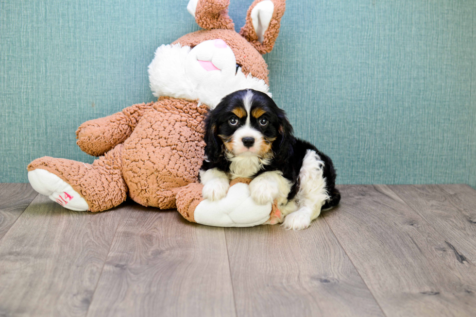 Energetic Cavalier King Charles Spaniel Purebred Puppy