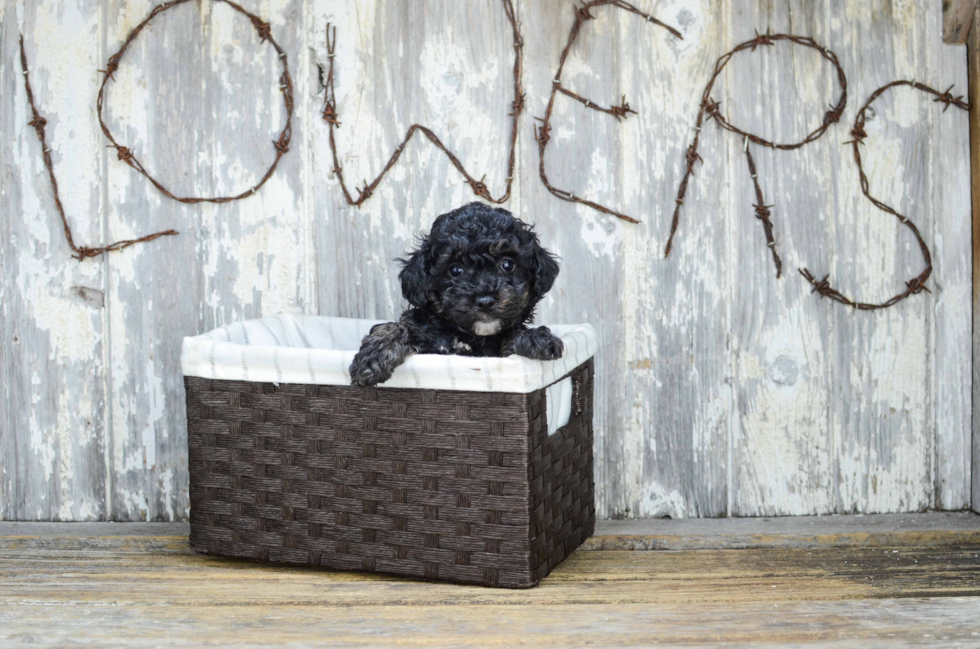 Yorkie Poo Pup Being Cute