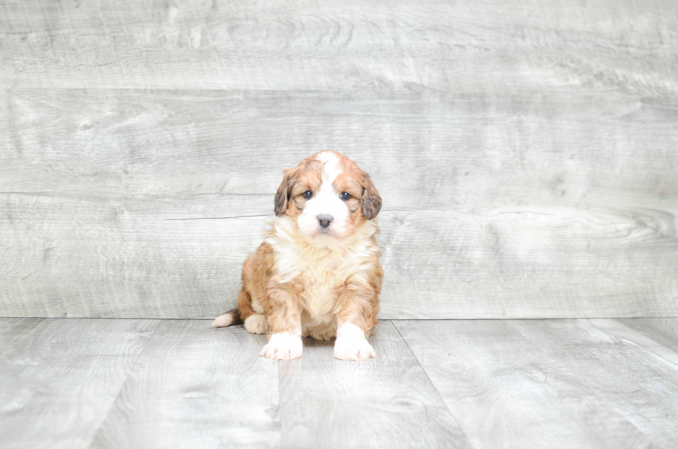 Best Mini Bernedoodle Baby