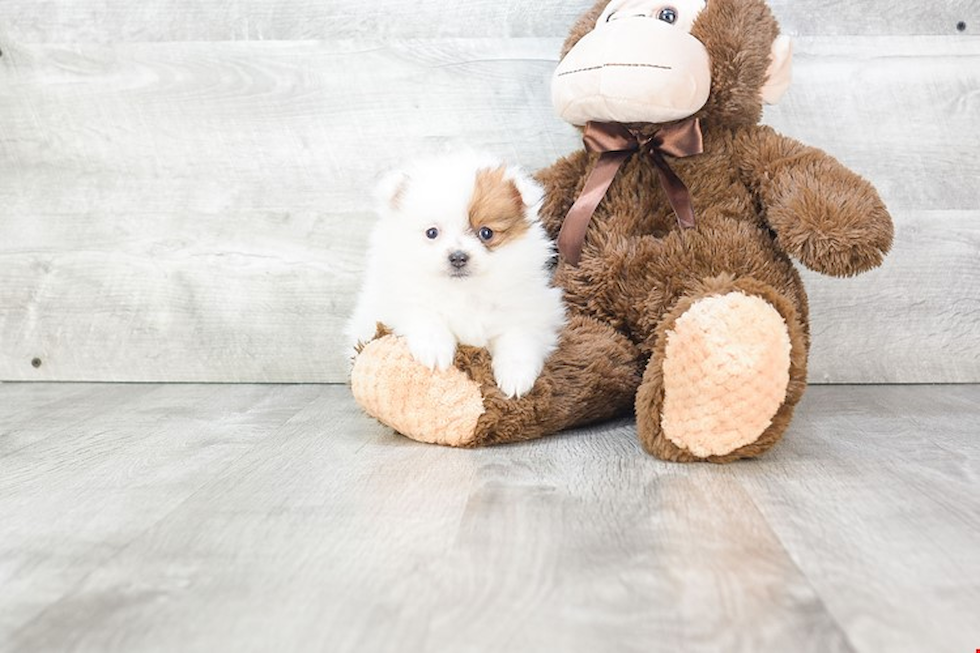 Pomeranian Pup Being Cute