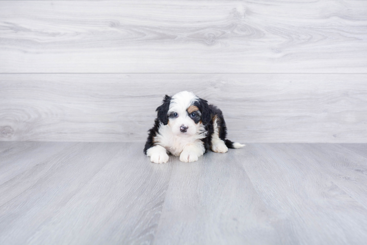 Little Bernadoodle Poodle Mix Puppy
