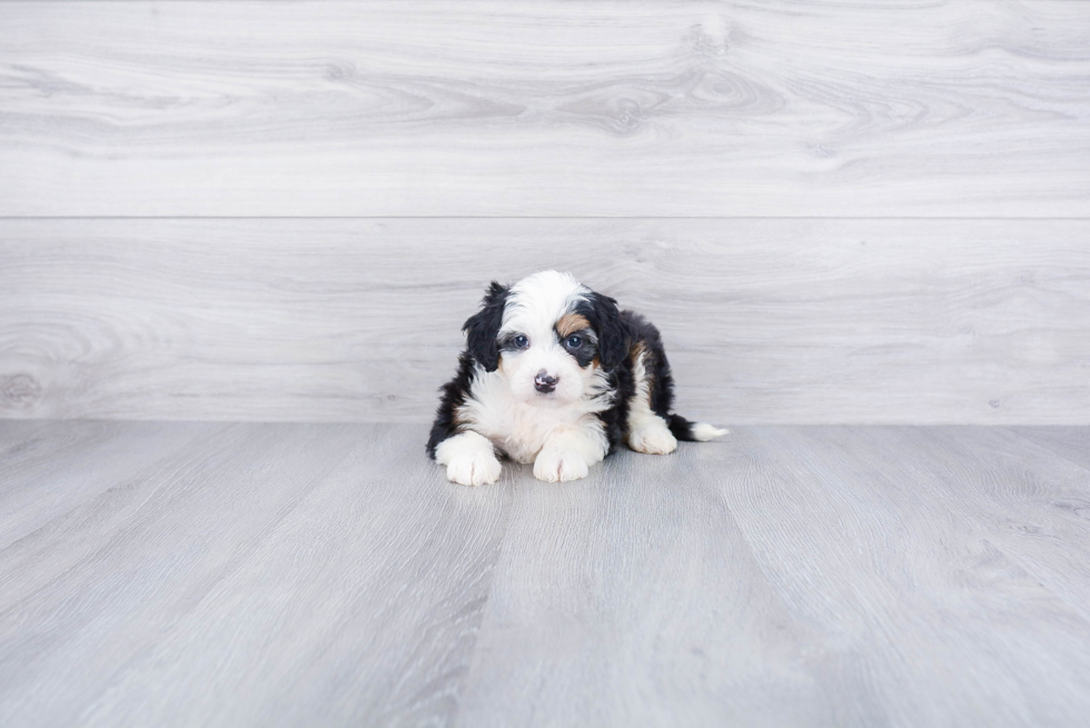 Little Bernadoodle Poodle Mix Puppy