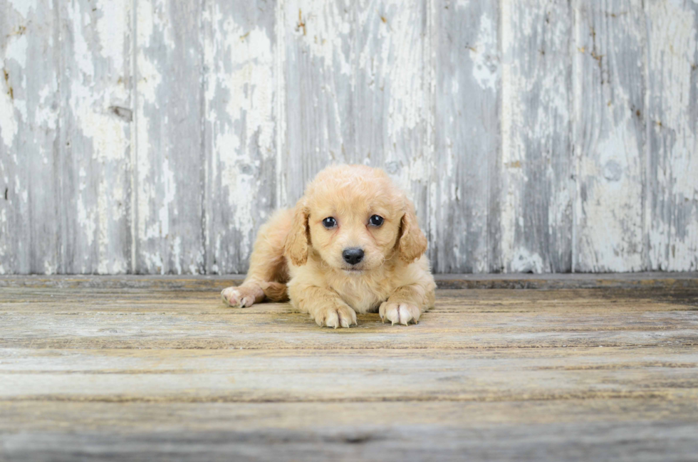 Fluffy Cavapoo Poodle Mix Pup