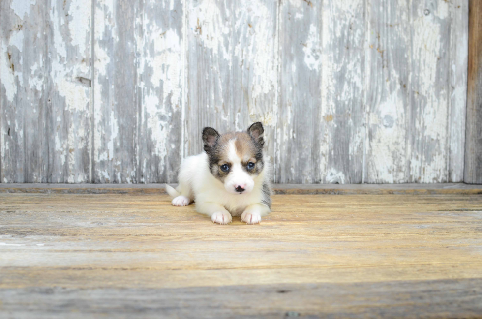 Friendly Pomsky Baby
