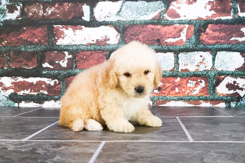 Sweet Mini Goldendoodle Baby
