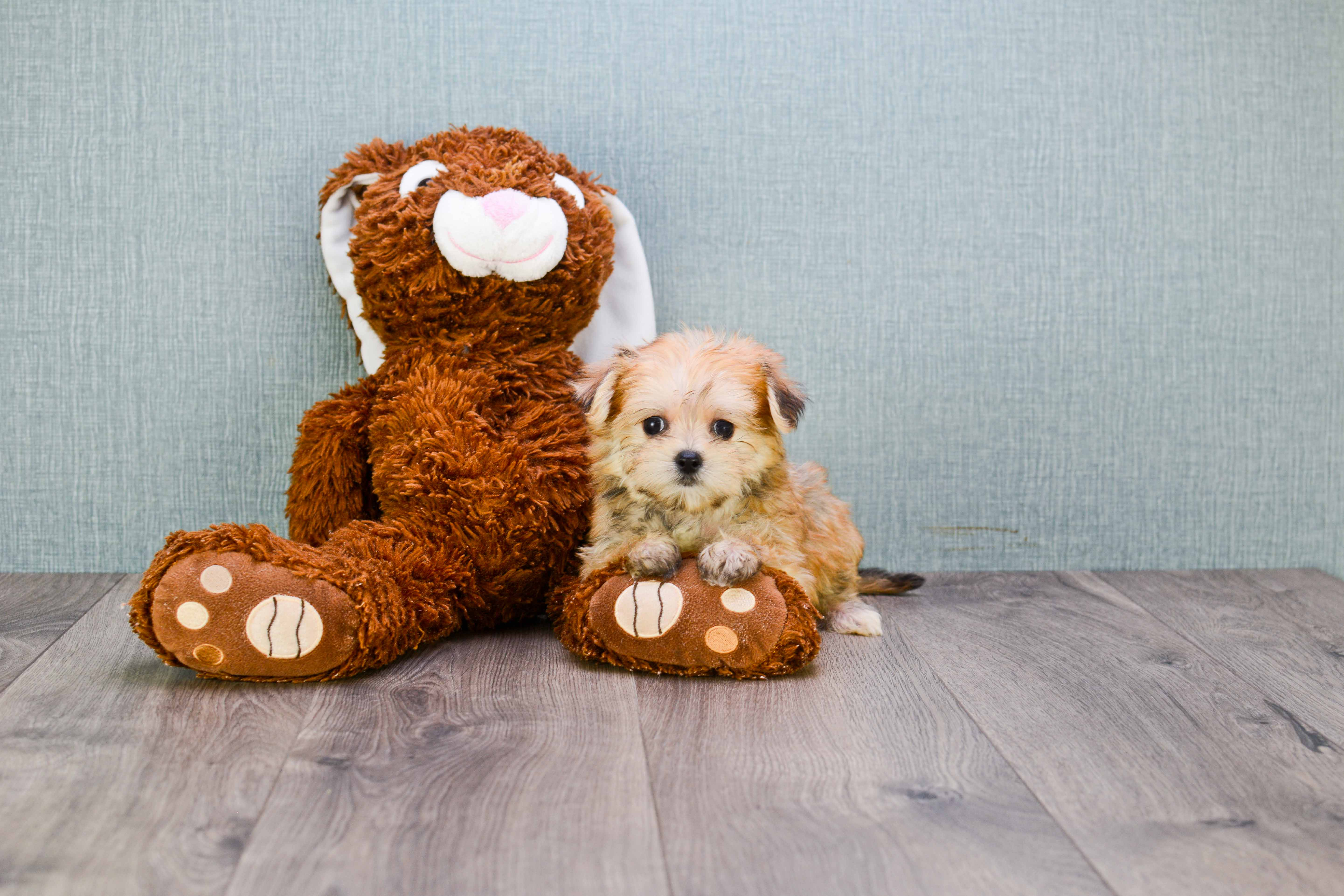 Best Morkie Baby