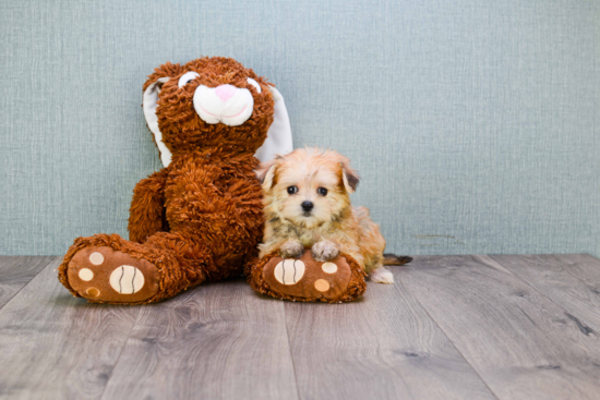 Best Morkie Baby