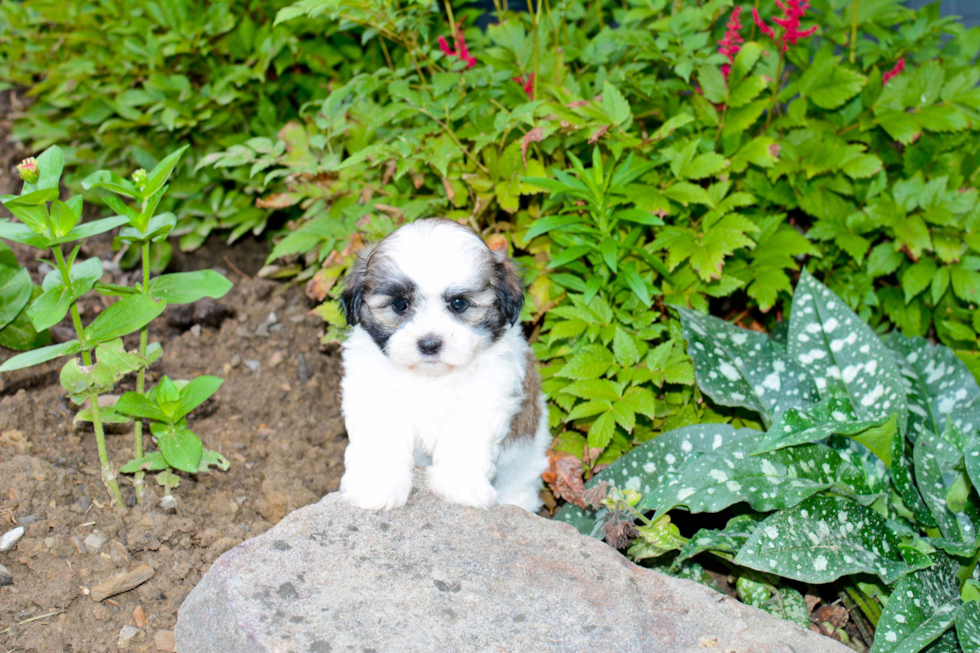 Little Shit Designer Puppy