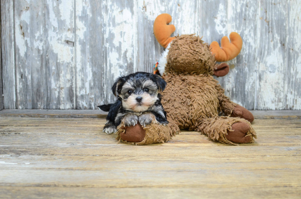 Energetic Yorkie Designer Puppy