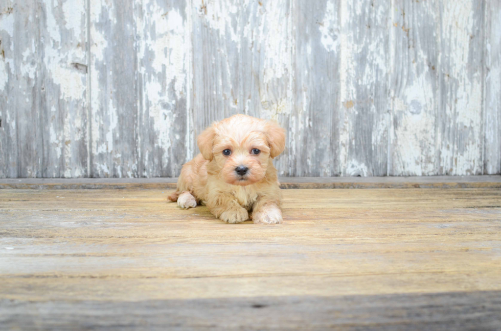 Morkie Pup Being Cute