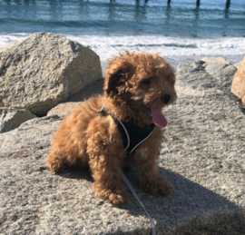 Pudel Puppies For Sale - Premier Pups