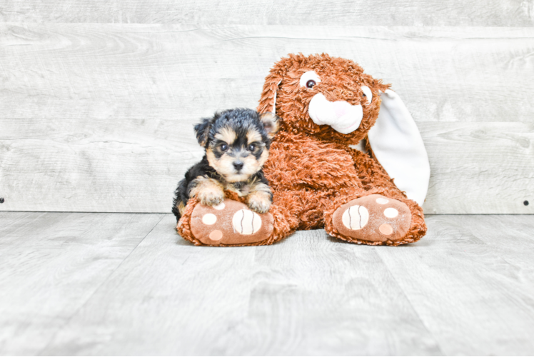 Morkie Pup Being Cute