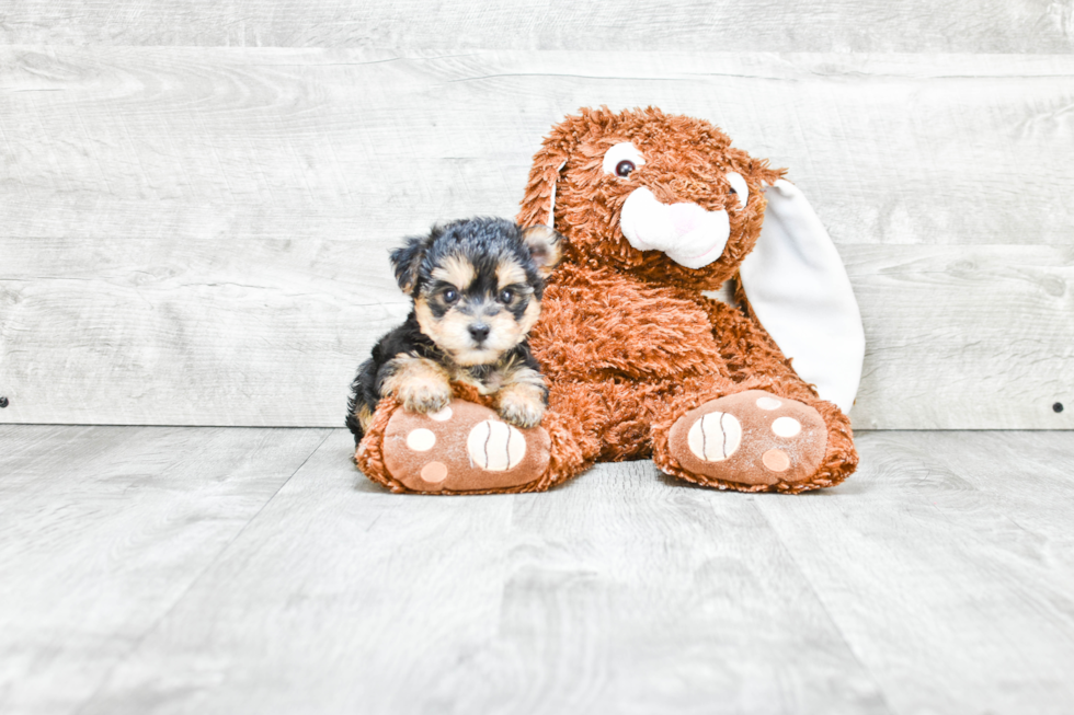 Morkie Pup Being Cute