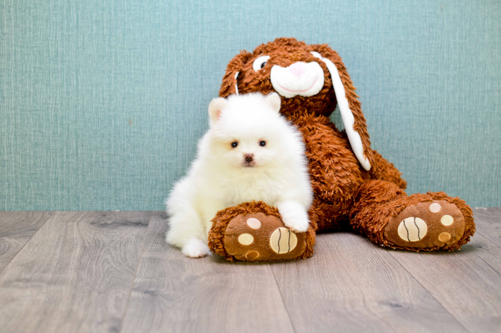 Popular Pomeranian Purebred Pup