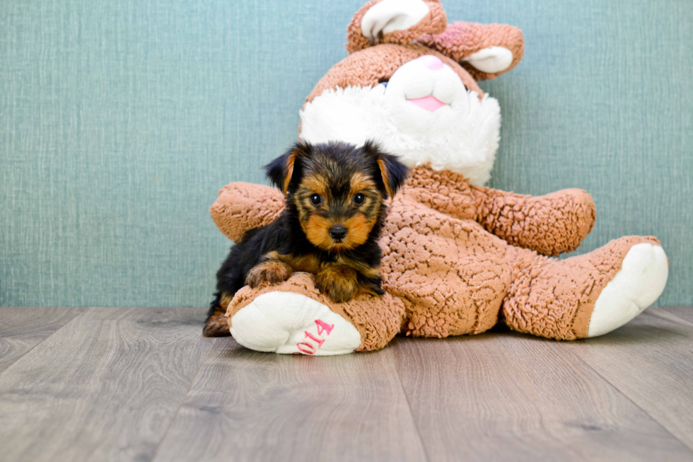 Meet Bella - our Yorkshire Terrier Puppy Photo 