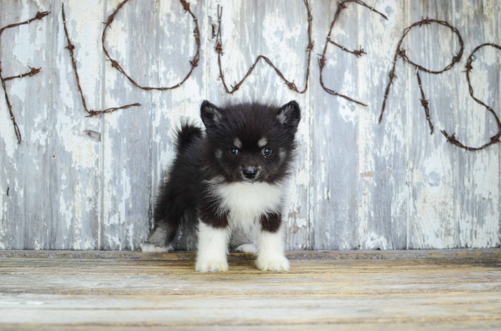 Little Mini Husky Designer Puppy