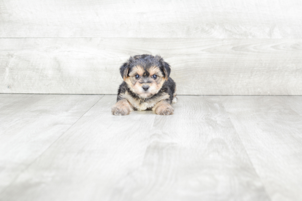 Morkie Pup Being Cute