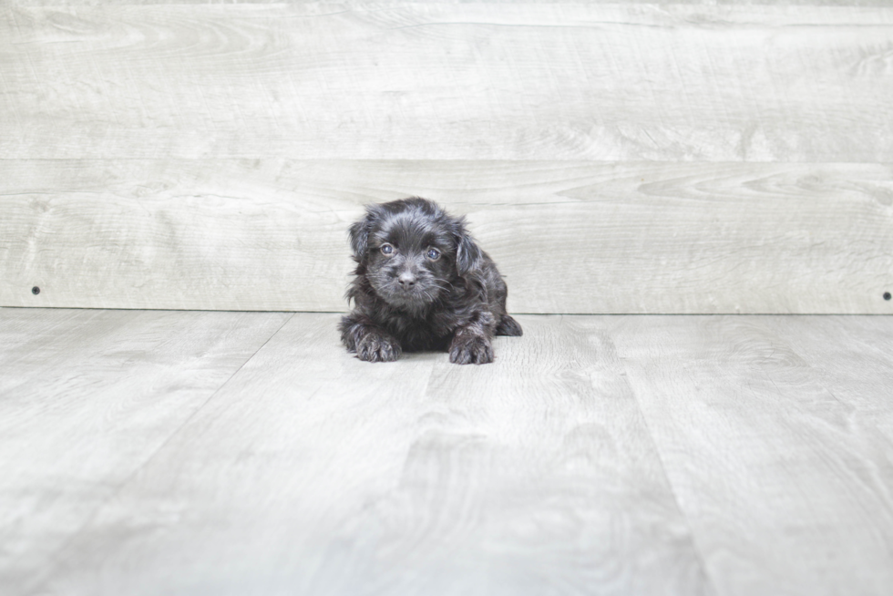 Morkie Pup Being Cute