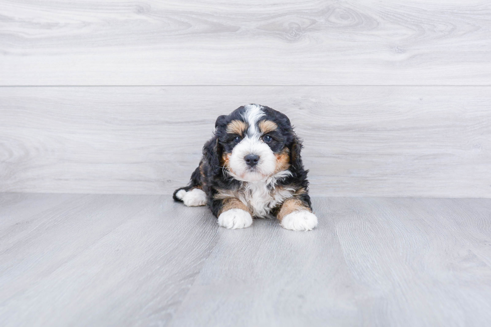 Cute Mini Bernedoodle Baby