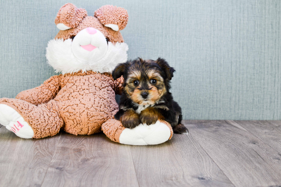 Friendly Morkie Baby