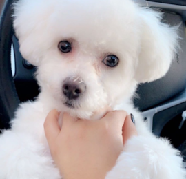 Bichón Tenerife Puppies For Sale - Premier Pups