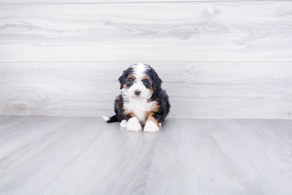 Adorable Bernadoodle Poodle Mix Puppy