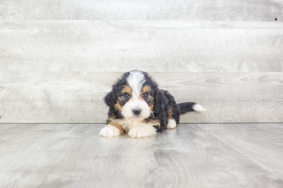 Funny Mini Bernedoodle Poodle Mix Pup