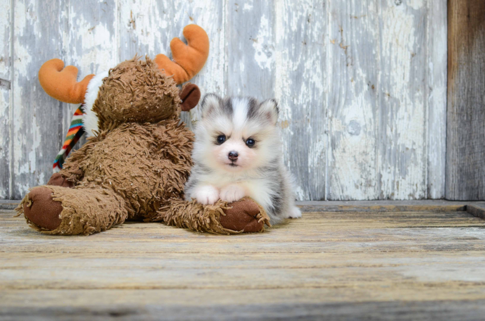 Petite Pomsky Designer Pup
