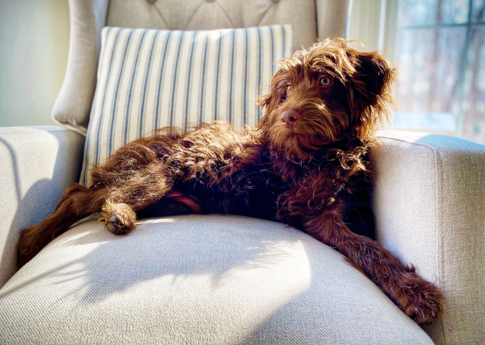 Mini Labradoodle Being Cute