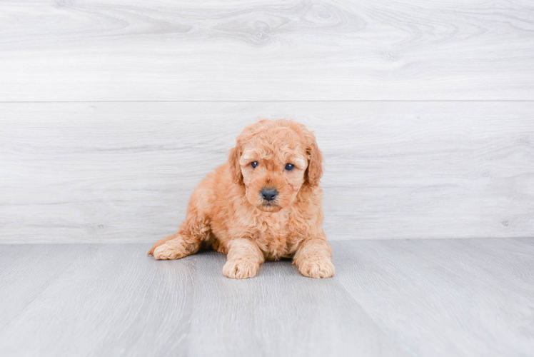 Hypoallergenic Golden Retriever Poodle Mix Puppy