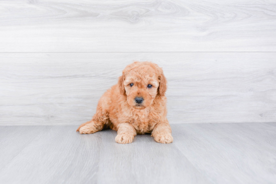 Hypoallergenic Golden Retriever Poodle Mix Puppy