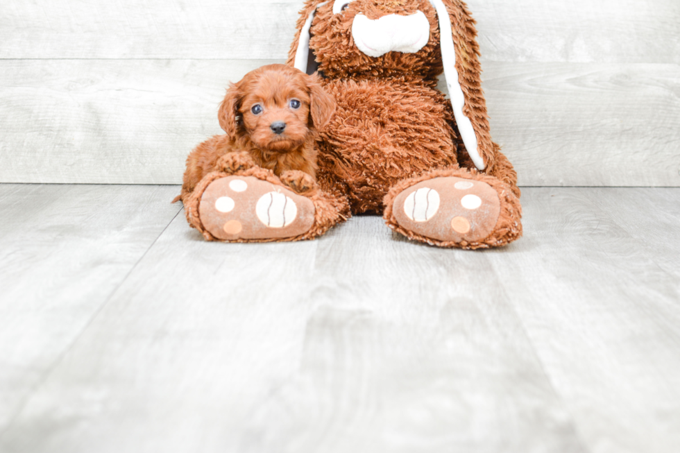 Popular Cavapoo Poodle Mix Pup