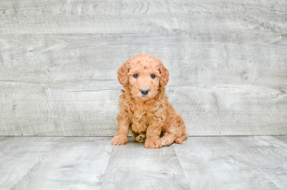 Best Mini Goldendoodle Baby