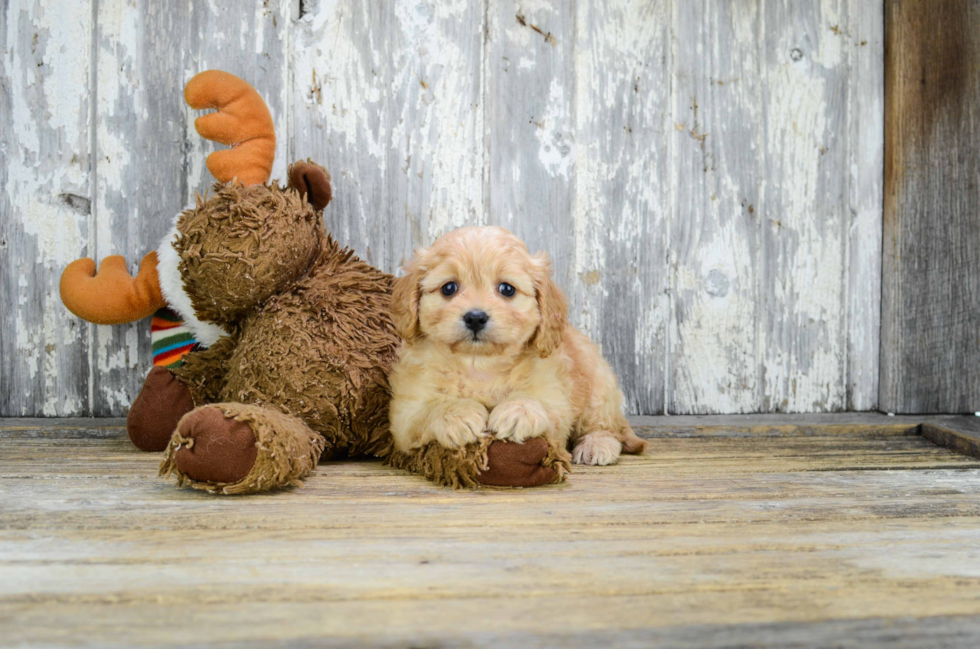 Adorable Cavalier Designer Puppy