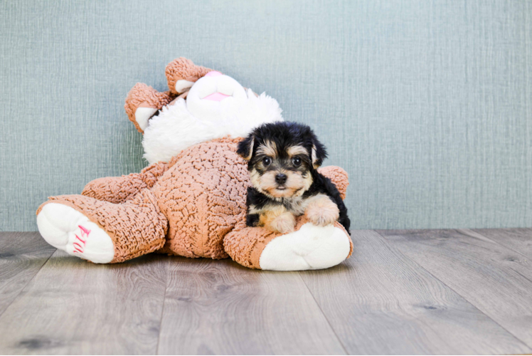 Morkie Puppy for Adoption